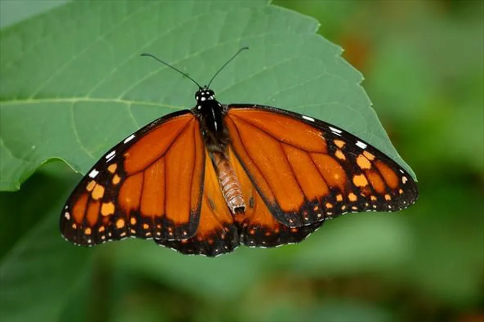 Por que amassar uma borboleta, misturar com água e injetar pode ser fatal? Entenda o caso de garoto que morreu na Bahia
